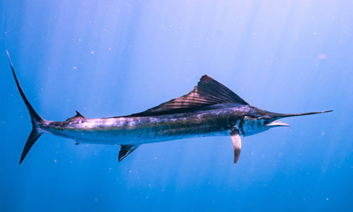 Where-Do-the-Sailfish-Live