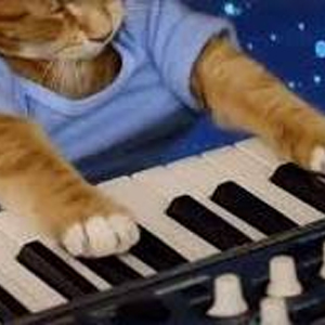 Keyboard-cat