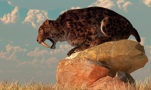 Interesting Facts about Saber-Tooth Tiger