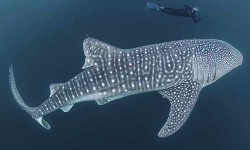Whale-Shark