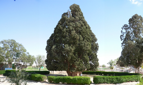 Sarv-e-Abarqu