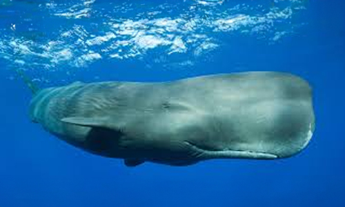 Sperm-Whale