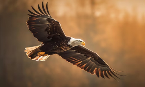 Wing Warping - Inspired by Birds
