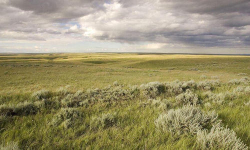 Habitat of Saber-Tooth Tiger