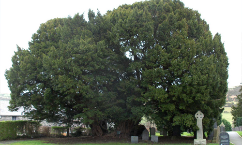 Llangernyw-Yew