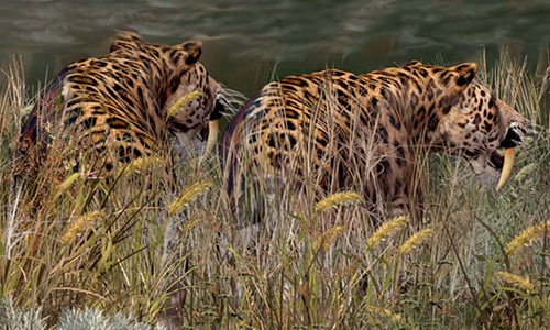 Extinction of Saber-Tooth Tigers