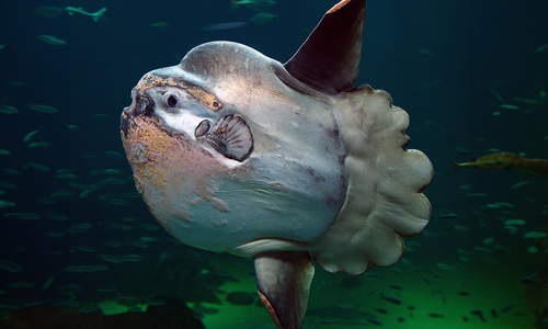 Ocean-Sunfish