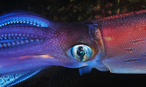 Colossal-Squid