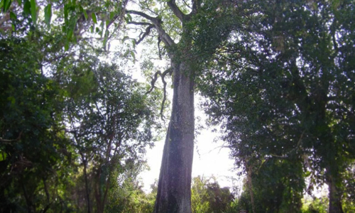Patriarca-da-Floresta