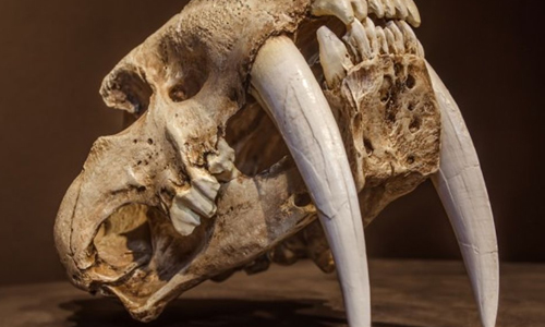 Saber-Tooth Tiger Parts