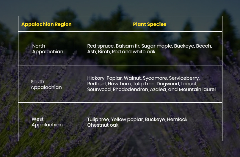 Appalachian Mountains plant species