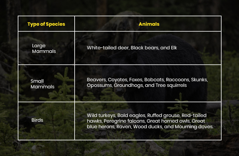 Popular Animal Species