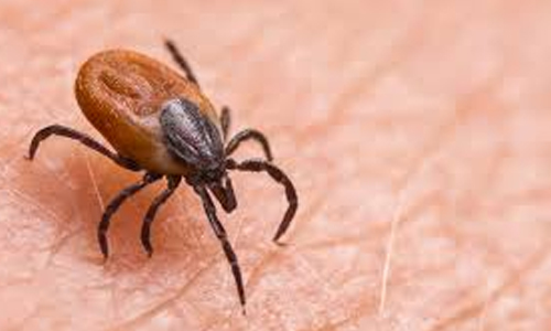 Ticks