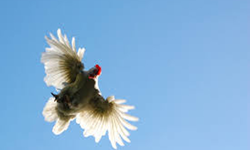 Flight-Record-of-a-Chicken