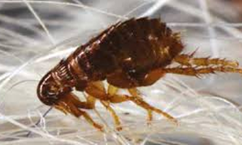 Where are Fleas Found? 