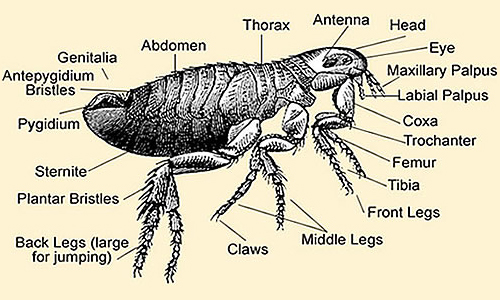 What are the Body Parts of Fleas?