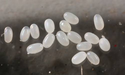 What do Flea Eggs Look Like? 