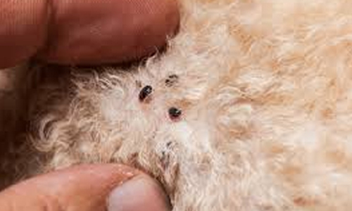 What does Dog Fleas Look Like? 