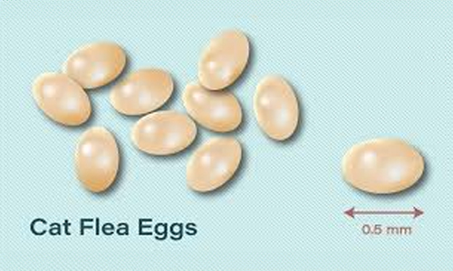 What do Cats Fleas Look Like?