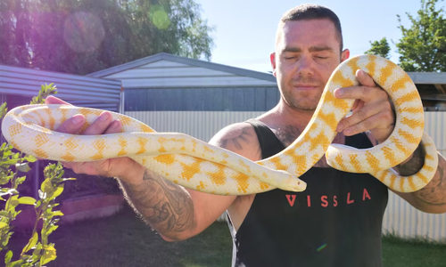 Snakes