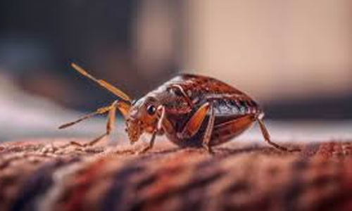 Bedbugs