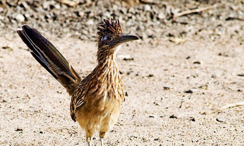 Wildlife and Nature Photography
