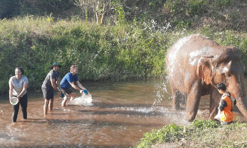 The-Thai-Elephant-Project
