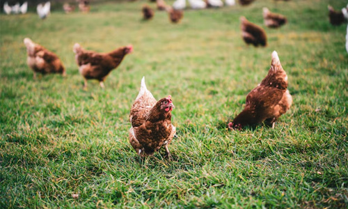  Fowl Play