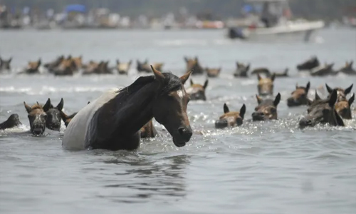 Pony-Penning