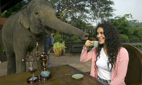 Black-Ivory-Coffee-and-Sustainability