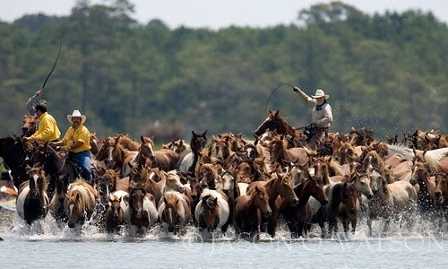 Saltwater Cowboys Are Not All Locals