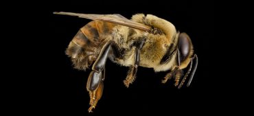 What Happens to Male Bees When They Mate?