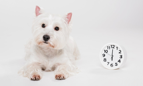 Pets-are-Not-So-Thrilled-About-FallBack