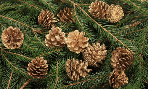 Pinecones