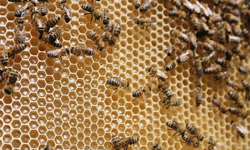 Beehive