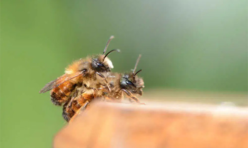 Do Male Bees Die After Mating With Queen