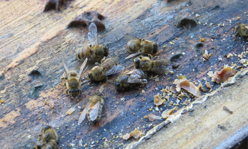Why Do Male Bees Die After Mating