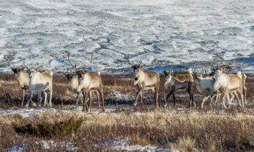 Where-Do-Reindeer-Live