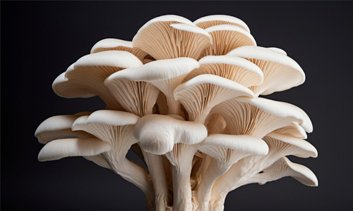 What Are Mushrooms and Where Do They Grow