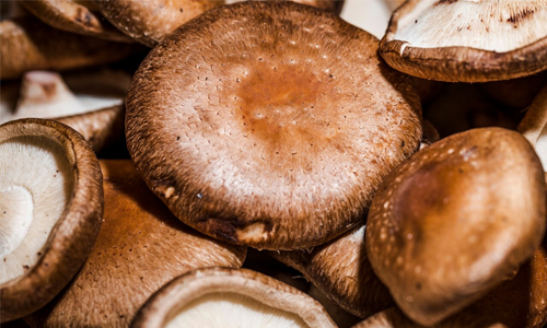 Mushroom Spawn