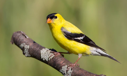 Willow Goldfinch