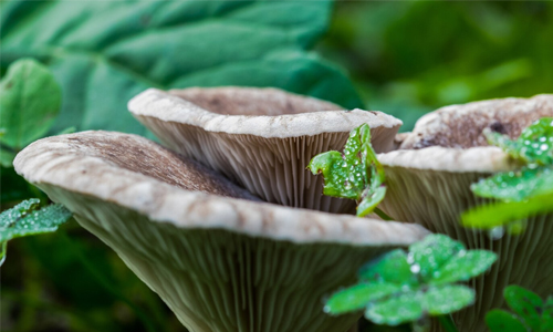 Life Cycle of Mushroom