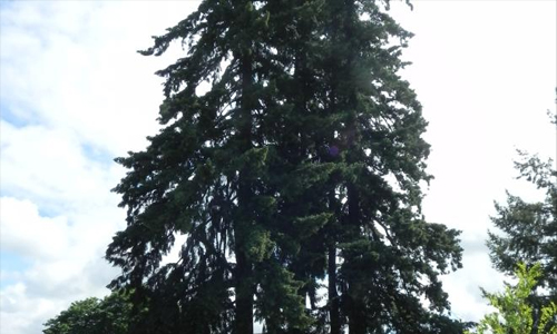 Western Hemlock