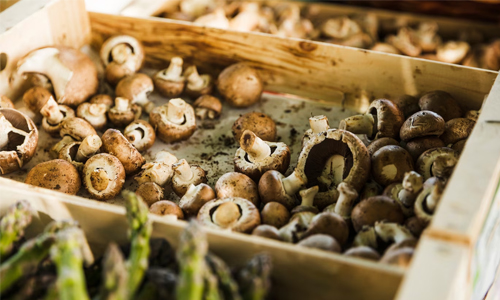 How to Grow Mushrooms