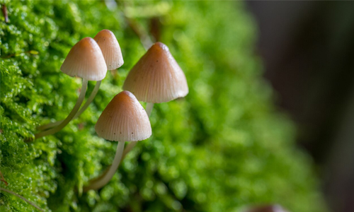 How Fast Does Mushroom Grow