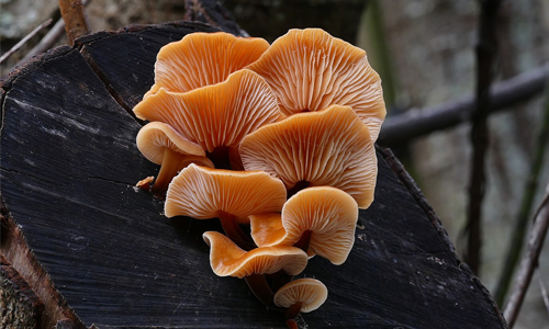 Weird Mushroom Facts
