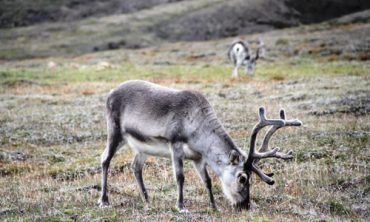 Reindeer-mostly-rely