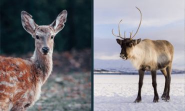 Reindeer-Vs-Deer