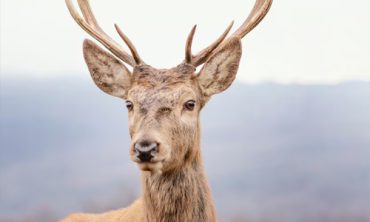 Some-Interesting-Facts-About-Reindeer