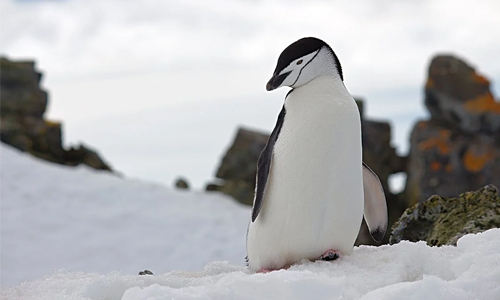  Picture of a penguin